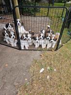 Te koop rasechte sint bernard pups, Dieren en Toebehoren, Honden | Bulldogs, Pinschers en Molossers, CDV (hondenziekte), 8 tot 15 weken