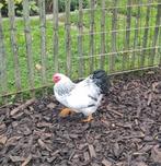 Wyandotte kriel haan, Dieren en Toebehoren, Pluimvee, Mannelijk, Kip