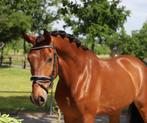 Leuke pre/andalusier ruin, Dieren en Toebehoren, Paarden, Ruin, 160 tot 165 cm, Gechipt, 3 tot 6 jaar