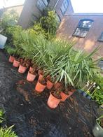 Trachycarpus fortunai palmbomen, Ophalen of Verzenden, Zomer, Overige soorten, Halfschaduw