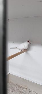 6  Diamantduifjes, Meerdere dieren, Tropenvogel, Geringd