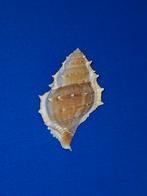 Bufonaria perelegans, Ophalen of Verzenden, Schelp(en)