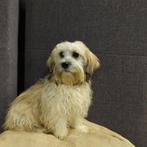 sinterklaas kado : boomer pups  (1 teefje ), Dieren en Toebehoren, Honden | Chihuahua's en Gezelschapshonden, Maltezer, Nederland