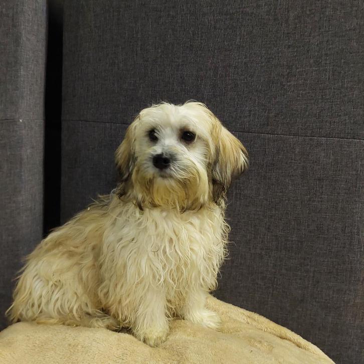 sinterklaas kado : boomer pups  (1 teefje ), Dieren en Toebehoren, Honden | Chihuahua's en Gezelschapshonden, Teef, Maltezer, Fokker | Professioneel