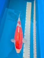 Kanno goshiki, Karper of Koi