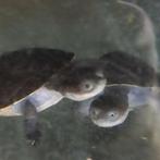 Pelomedusa subrufa, prachtige schattige schildpadjes