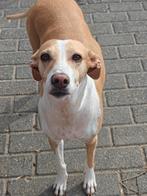 Spaanse renhond teef, Dieren en Toebehoren, Teef, Eén hond, Nederland, Particulier