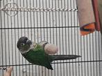 Pyrrhura man, Dieren en Toebehoren, Vogels | Parkieten en Papegaaien, Mannelijk, Parkiet, Tam