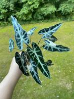Alocasia Bambino Variegata met knollen, Huis en Inrichting, Kamerplanten, Ophalen of Verzenden, Overige soorten, Minder dan 100 cm
