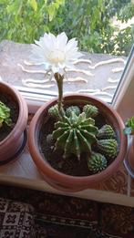 Zeldzame Bloeiende Echinopsis - Prachtige Witte Nachtbloem, Ophalen of Verzenden, Overige soorten, Minder dan 100 cm