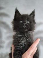 Mooie maine coon kittens met stamboom, Dieren en Toebehoren, Katten en Kittens | Raskatten | Langhaar, Meerdere dieren, Gechipt