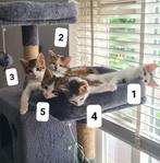 5 kittens | ingeënt + ontwormd - z.s.m. weg!!, Meerdere dieren, Ontwormd, 0 tot 2 jaar