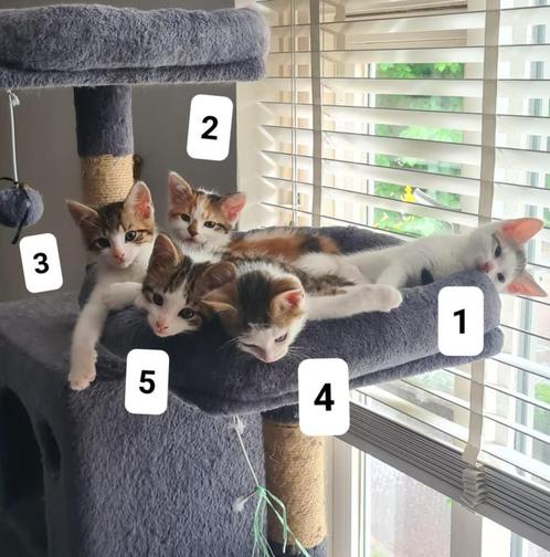 5 kittens | ingeënt + ontwormd - z.s.m. weg!!, Dieren en Toebehoren, Katten en Kittens | Raskatten | Korthaar, Meerdere dieren