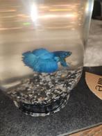 Mooie halfmoon betta man., Dieren en Toebehoren, Vissen | Aquariumvissen, Vis