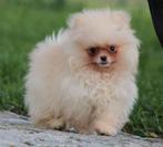 Pomeriaan pup 100% raszuiver, Dieren en Toebehoren, België, Keeshond, Reu, CDV (hondenziekte)