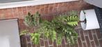 Kunstplant met pot, Ophalen, Overige soorten, Minder dan 100 cm