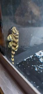 L-Nummers: L288 Peckoltia sp., Vis, Zoetwatervis