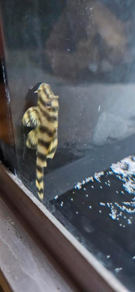 L-Nummers: L288 Peckoltia sp., Dieren en Toebehoren, Vissen | Aquariumvissen, Zoetwatervis, Vis