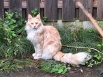 Maine Coon kater red-zilver-wit herplaatser, Dieren en Toebehoren, Kater, Gechipt