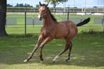KWPN, springgefokt merrieveulen, Dieren en Toebehoren, Paarden, Merrie, Springpaard, Gechipt, 0 tot 2 jaar