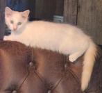 Noorse Boskat poesje zoekt personeel, Poes, Ontwormd, 0 tot 2 jaar