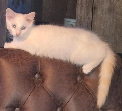 Noorse Boskat poesje zoekt personeel, Dieren en Toebehoren, Katten en Kittens | Raskatten | Langhaar, Poes, 0 tot 2 jaar, Ontwormd