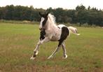 Barock pinto hengstveulen, Dieren en Toebehoren, Hengst, Niet van toepassing, A pony (tot 1.17m), 0 tot 2 jaar