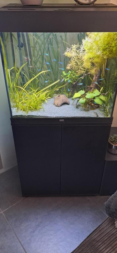Lido 120 compleet, Dieren en Toebehoren, Vissen | Aquaria en Toebehoren, Gebruikt, Gevuld zoetwateraquarium, Ophalen