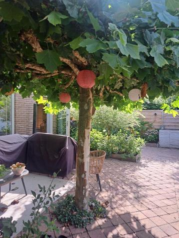 Plataanboom beschikbaar voor biedingen