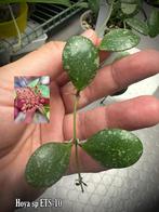Ongewortelde stek Hoya sp. ETS-10, Ophalen of Verzenden, Overige soorten, Minder dan 100 cm