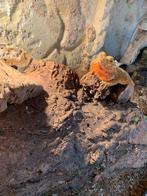 Baardaghaam, Dieren en Toebehoren, Reptielen en Amfibieën, Overige soorten, 3 tot 6 jaar