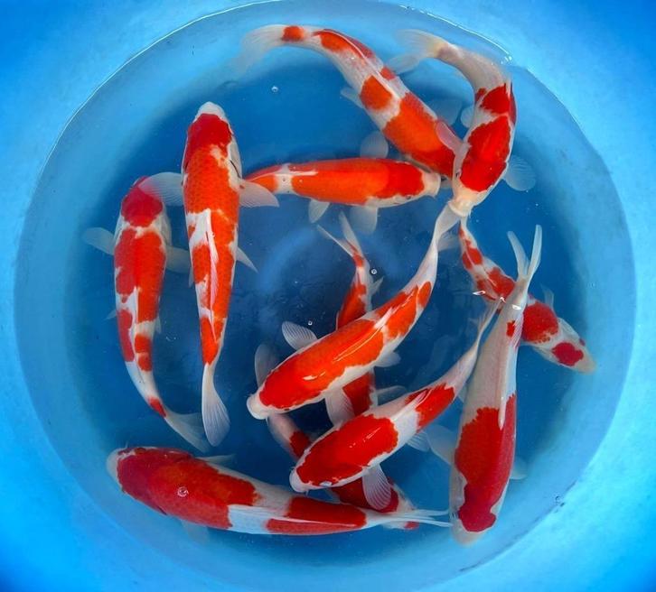 Japankoi, Nisia van de Japanse kweker Marusei, Dieren en Toebehoren, Vissen | Vijvervissen, Overige soorten