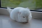 chinchilla pink white RPA vrouwtje, Dieren en Toebehoren, Knaagdieren, September, Vrouwelijk, Chinchilla