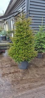 Taxus | Kerstboom, Ophalen, Taxus, 100 tot 250 cm
