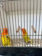 Te koop jong koppel fischeri agapornisen opalines sp lutino, Dieren en Toebehoren, Vogels | Parkieten en Papegaaien, Meerdere dieren