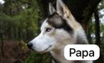 Liefdevolle Husky pups zoeken een thuis, Particulier, Meerdere, Poolhond, 8 tot 15 weken