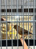 Pop Harlekijn kanarie, Dieren en Toebehoren, Vogels | Kanaries, Vrouwelijk, Kleurkanarie