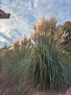 Pampas gras pluimen vers geknipt geplukt droogbloemen, Ophalen, Nieuw