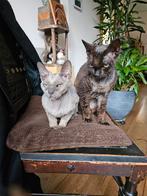 2 lieve Devon Rex katers, raskatten, zwart en grijs, Dieren en Toebehoren