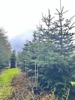 Nordmann kerst bomen 3-7 meter hoog, Volle zon, Lente, Overige soorten, Ophalen of Verzenden