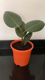 FICUS ELASTICA/RUBBERBOOM, Huis en Inrichting, Kamerplanten, Ophalen, Ficus, Volledige schaduw, Minder dan 100 cm