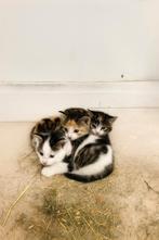 3 lieve kittens te koop, Dieren en Toebehoren, Katten en Kittens | Overige Katten, Meerdere dieren, 0 tot 2 jaar