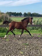 Super mooi nmprs hengstveulen, Dieren en Toebehoren, Pony's, Niet van toepassing, 0 tot 2 jaar, Hengst, A pony (tot 1.17m)