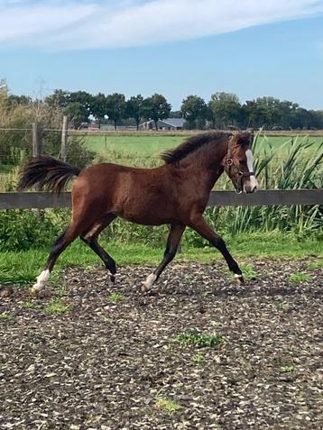 Super mooi nmprs hengstveulen beschikbaar voor biedingen