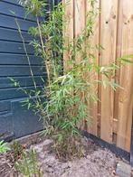 bamboeplanten (niet woekerend), Ophalen, 250 cm of meer