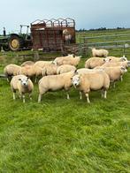 Texelaar Dekram, Dieren en Toebehoren, Mannelijk, Schaap