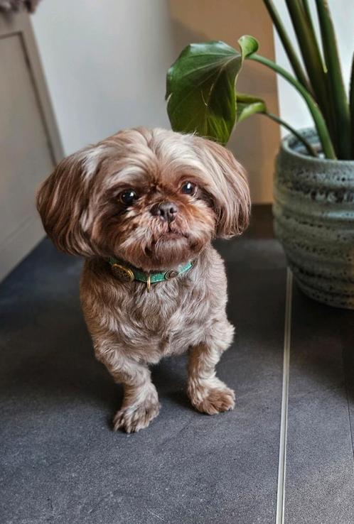 Shih tzu choco dekreu, Dieren en Toebehoren, Honden | Dekreuen, Reu, Particulier, Eén hond, Nederland, 6 jaar of ouder