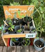 Planten-ruil-kastje: kom gezellig planten ruilen, Ophalen, Zomer, Overige soorten, Volle zon