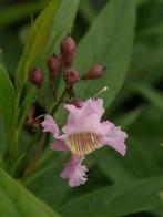 Chitalpa tashkentensis Summer Bells 'Minsum' Chitalpa, Overige soorten, Volle zon, Vaste plant, Ophalen of Verzenden