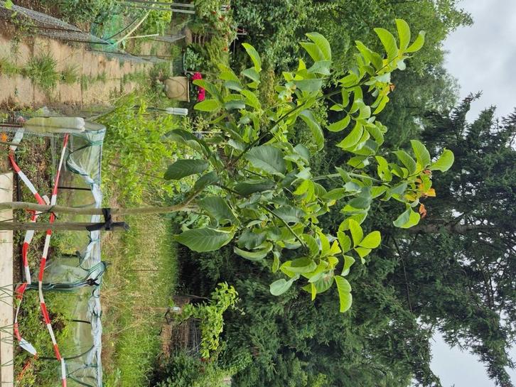 Walnoot boompje, Tuin en Terras, Planten | Bomen, Overige soorten, 100 tot 250 cm, Volle zon, Lente, Ophalen